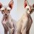 Sfinks czy peterbald – porównanie wyglądu, charakteru i wymagań pielęgnacyjnych