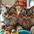 Maine Coon czy Ragdoll – porównanie charakteru, aktywności, pielęgnacji i zdrowia