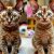Devon rex czy cornish rex – różnice w budowie, sierści, charakterze i pielęgnacji