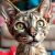 Cornish rex: charakter, wymagania i najważniejsze kwestie zdrowotne rasy